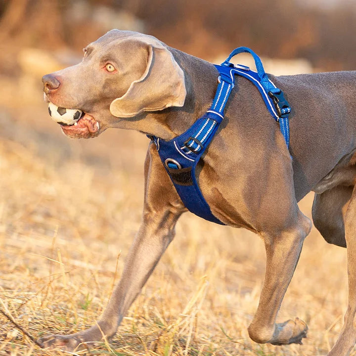 No Pull Harness - Royal Blue (XS)