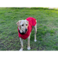 Pet Dog Raincoat Poncho Jacket - Windbreaker Waterproof
