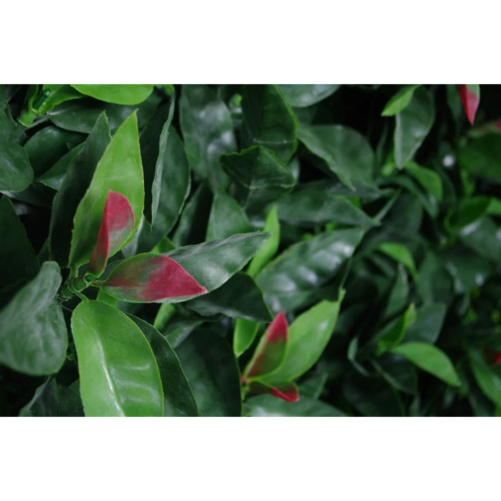 Photinia (Red Robin) Leaf Screens / Panels UV Stabilised 1M