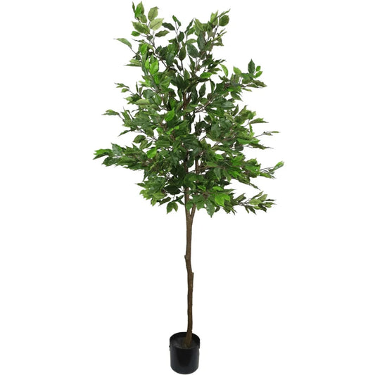 Potted Ficus Tree 160cm - Home & Garden