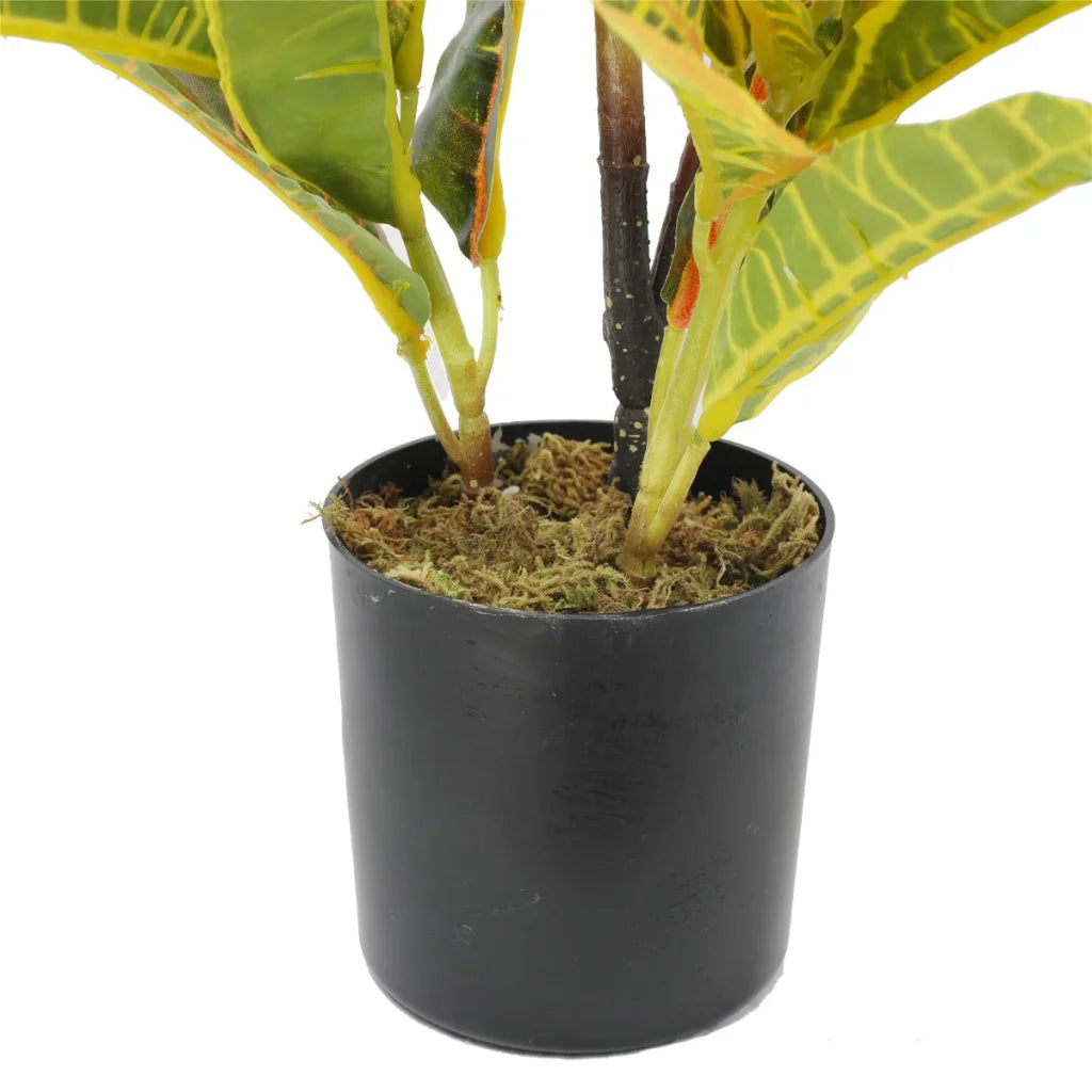 Potted Flaming Zebra (Codiaeum variegatum / crotons) 55cm