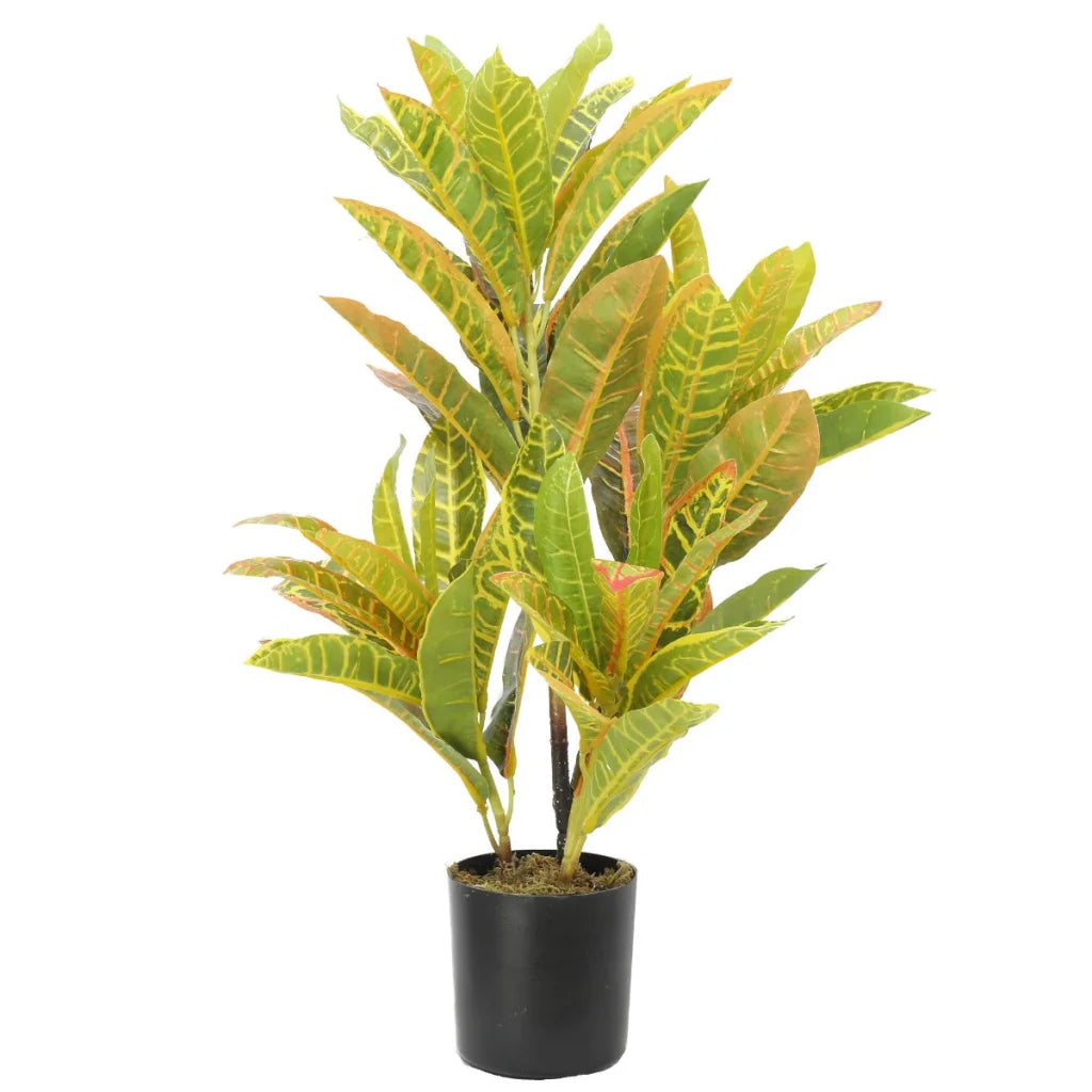 Potted Flaming Zebra (Codiaeum variegatum / crotons) 55cm