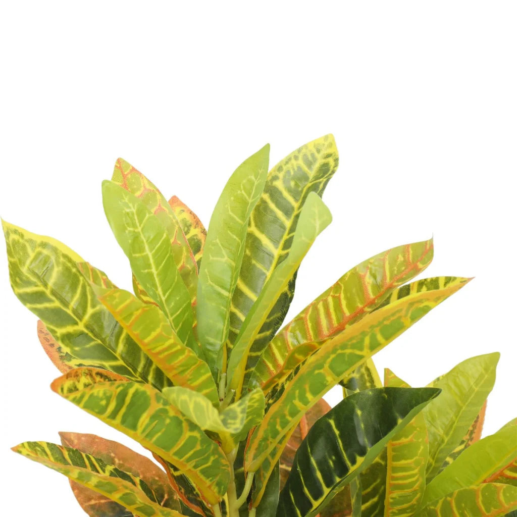 Potted Flaming Zebra (Codiaeum variegatum / crotons) 55cm