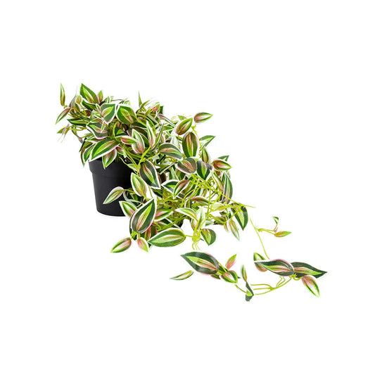 Potted Hanging Artificial Verigated Weeper 72cm - Home &