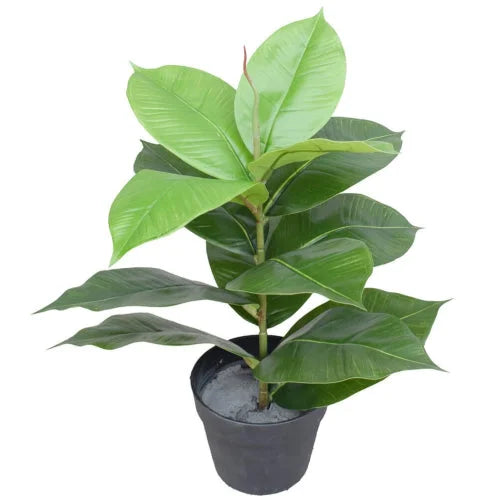 Potted Rubber Plant 55cm
