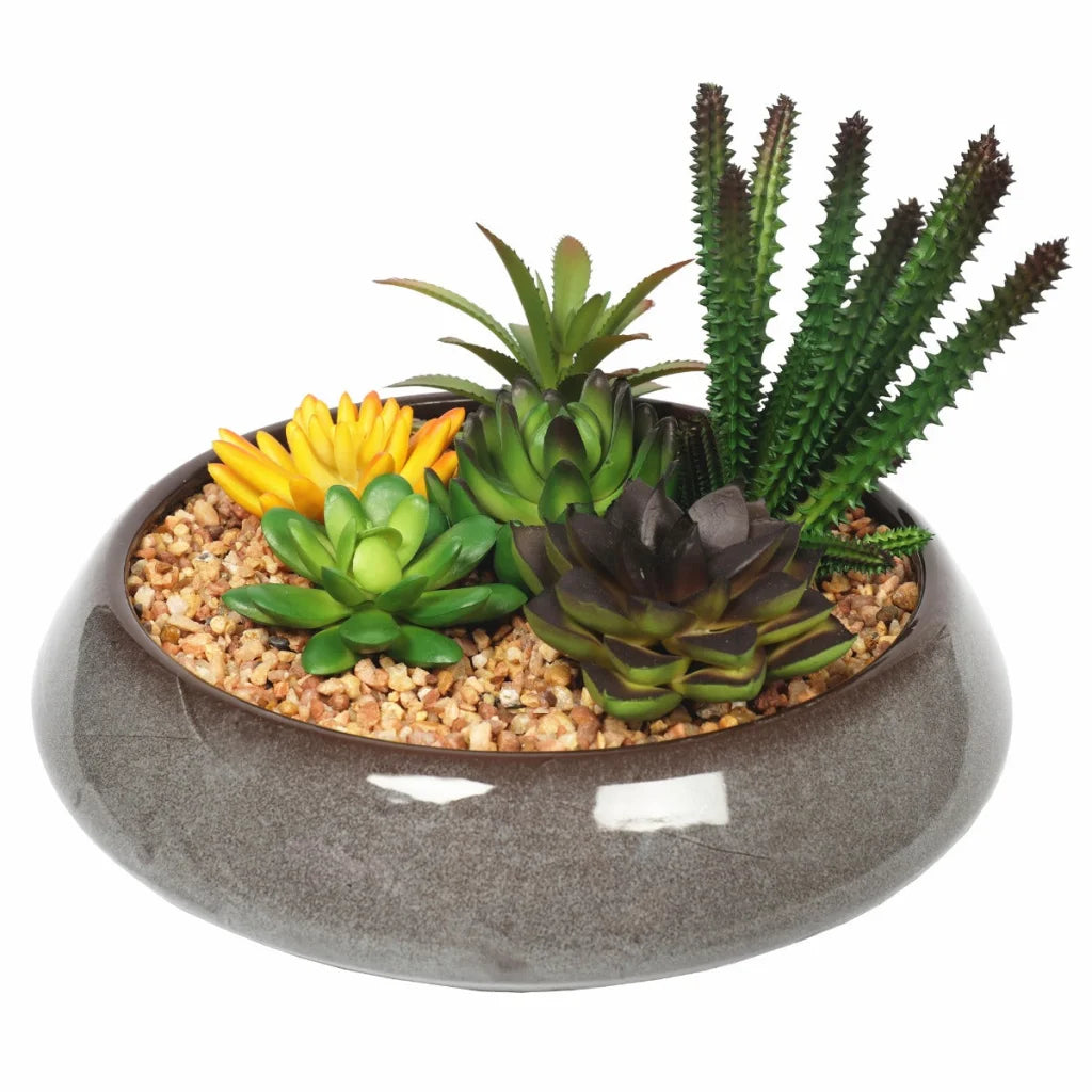 Potted Succulents with Round Decorative Bowl 19cm - Home &