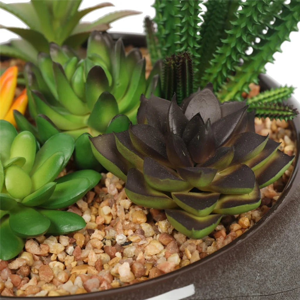 Potted Succulents with Round Decorative Bowl 19cm - Home &