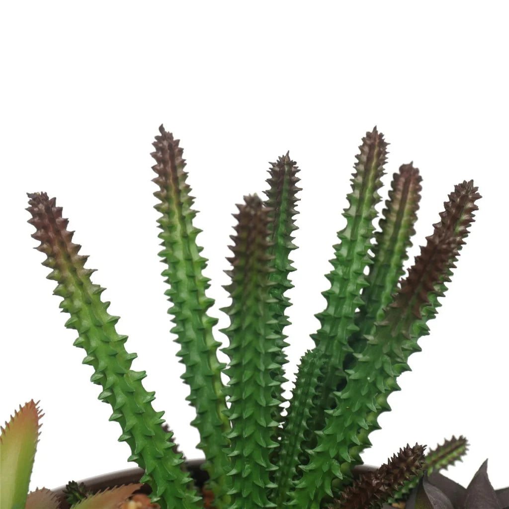 Potted Succulents with Round Decorative Bowl 19cm - Home &