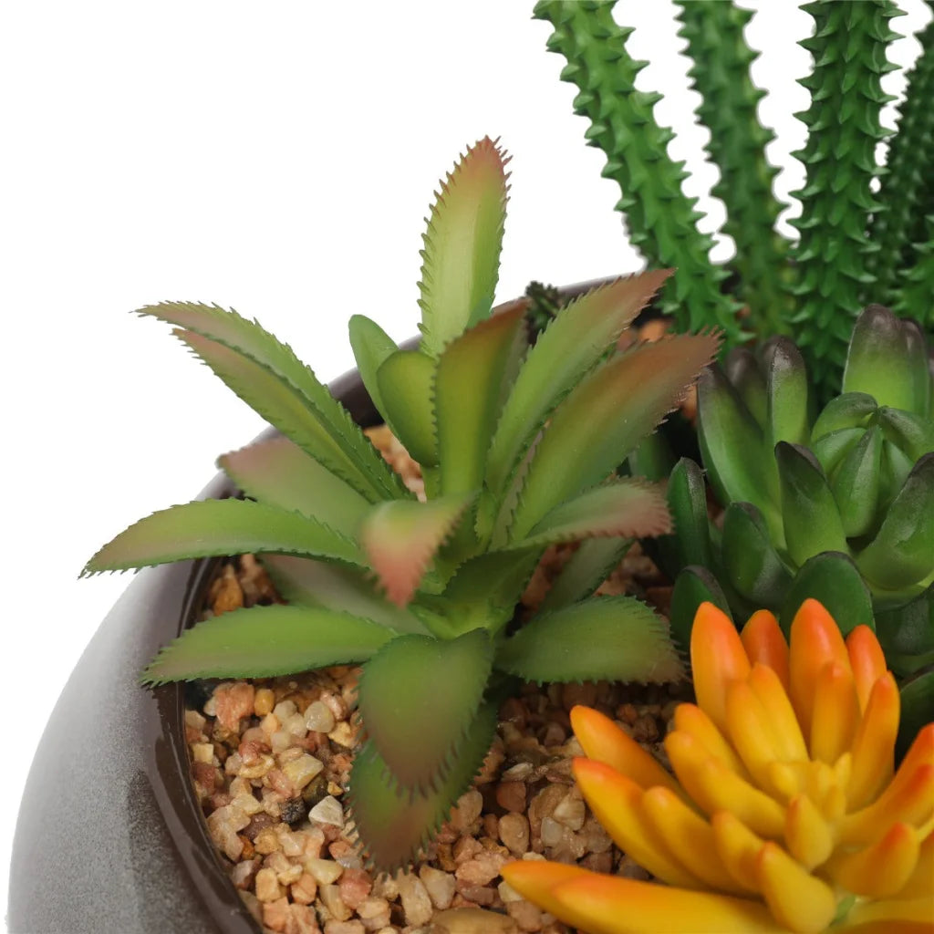 Potted Succulents with Round Decorative Bowl 19cm - Home &