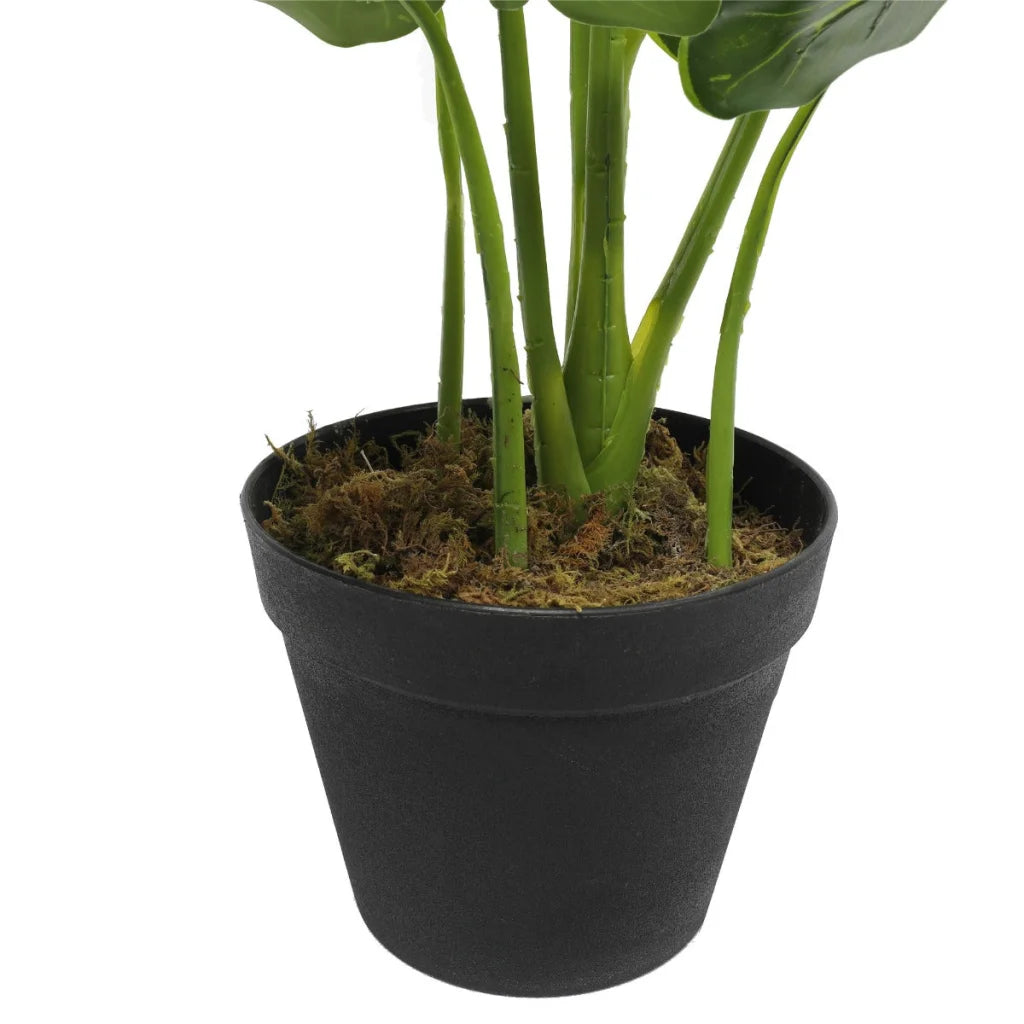 Potted Taro Plant / Elephant Ear 55cm