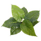 Potted Taro Plant / Elephant Ear 55cm