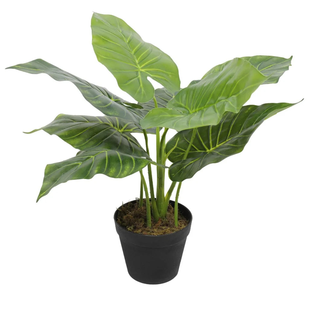 Potted Taro Plant / Elephant Ear 55cm