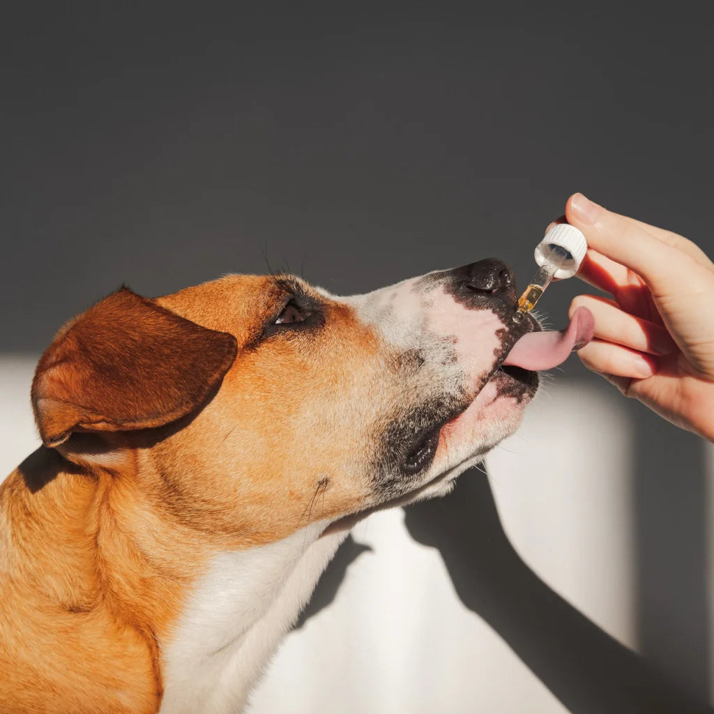 Raw Hemp Seed Oil + Turmeric Food Supplement for Dogs 2 x