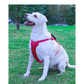 Reflective Dog Harness with Leash No-Pull Vest Harness