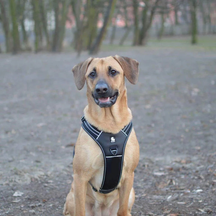 Reflective Heavy Duty Harness - Black (M)