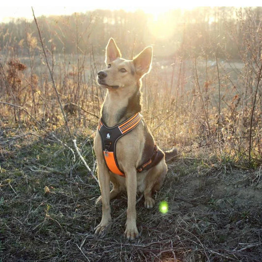 Reflective Heavy Duty Harness - Orange (M)
