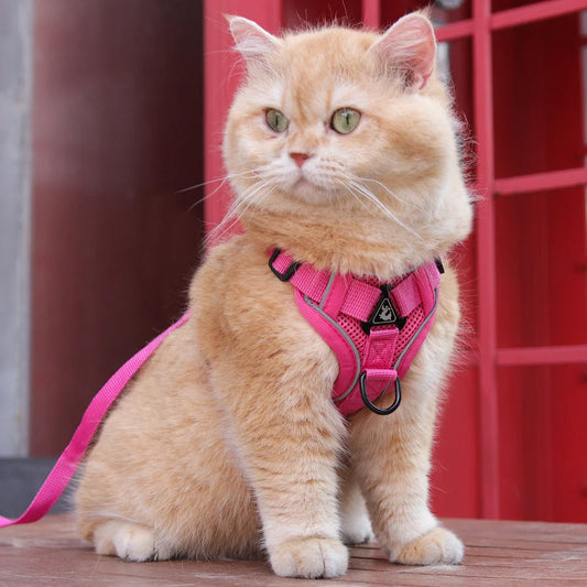 Rose Red Reflective Mesh Dog Harness and Leash Set