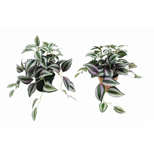Set 2 Artificial Inch Plant in Pot Assorted 23cm - Home &