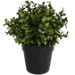Small Potted Artificial Buxus Plant UV Resistant 20cm