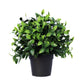 Small Potted Jasmine Plant UV Resistant 20cm - Artificial