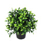 Small Potted Jasmine Plant UV Resistant 20cm - Artificial