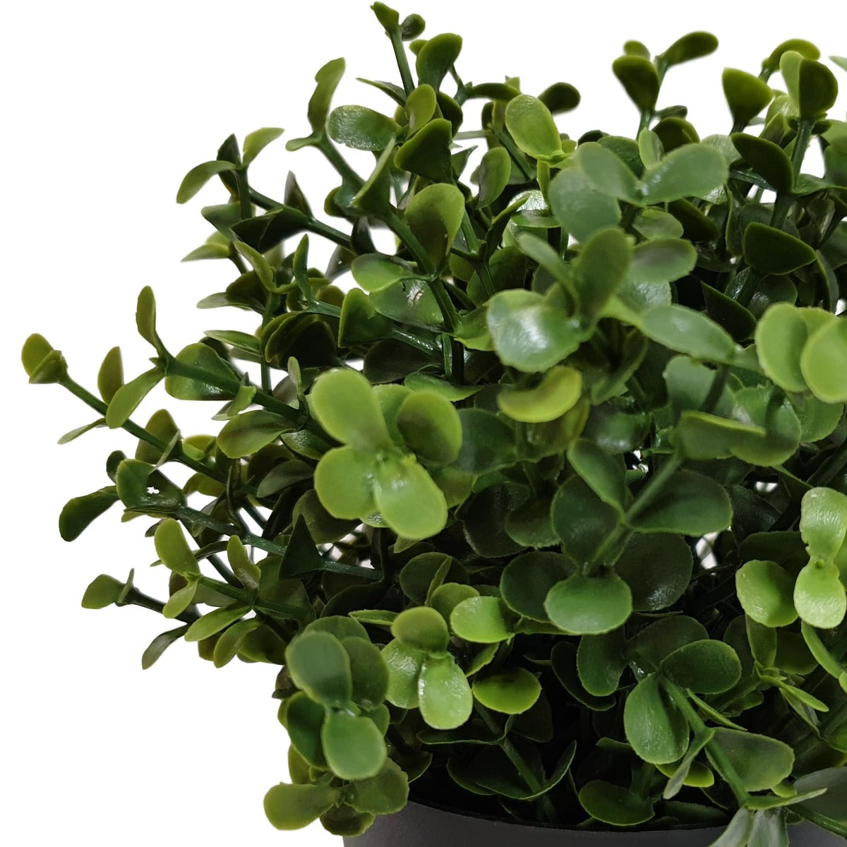 Small Potted Buxus Plant UV Resistant 20cm