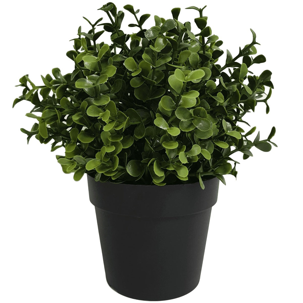 Small Potted Buxus Plant UV Resistant 20cm