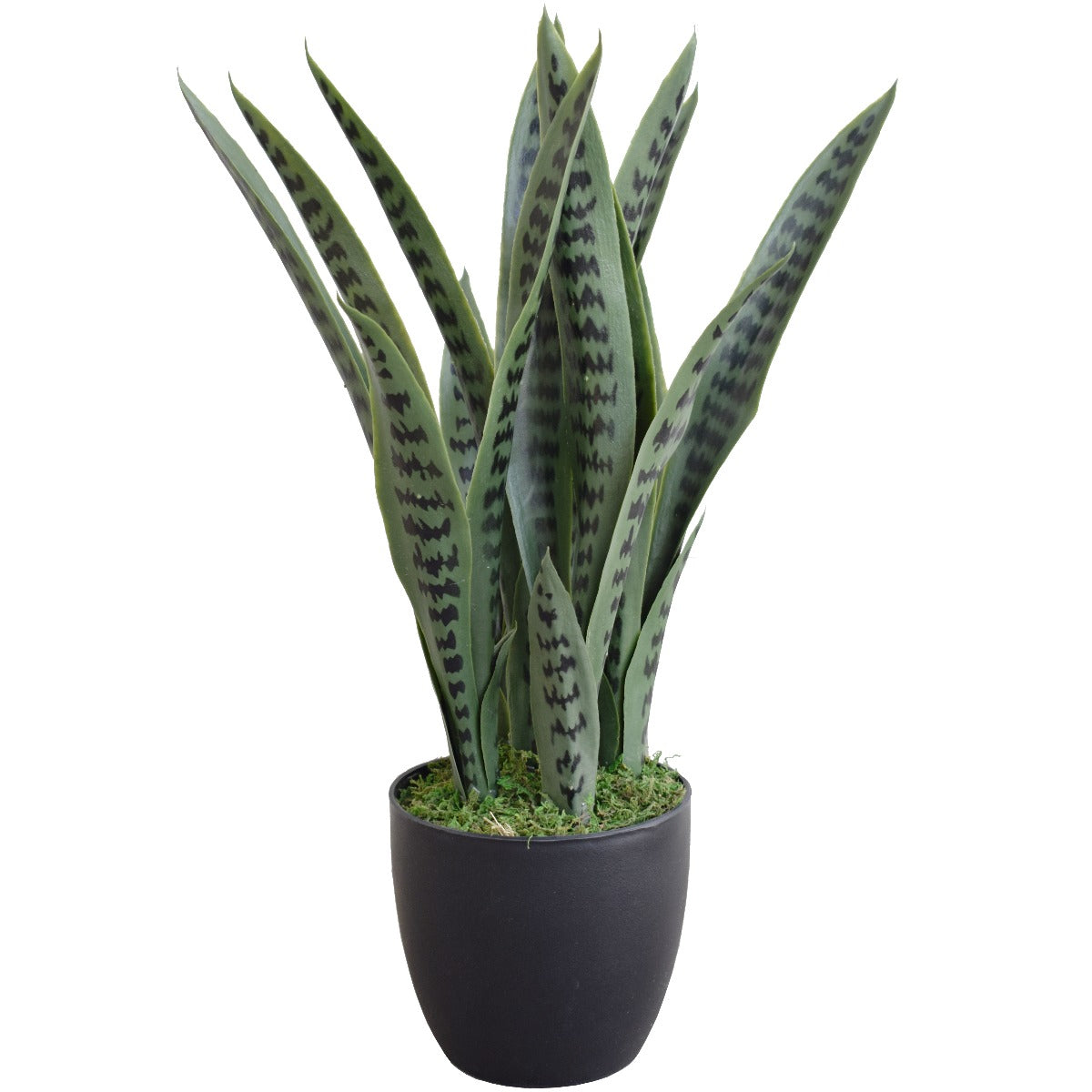 Snake Plant UV Resistant 60cm