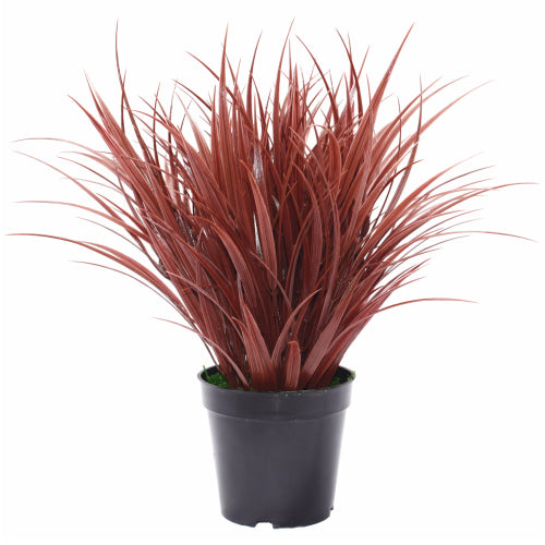Ornamental Potted Dense Burgundy Grass 38 cm