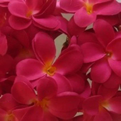 String Lights 20 LED Deep Red Frangipani Flower Battery