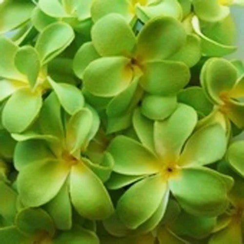 String Lights 20 LED Green Frangipani Flower Battery