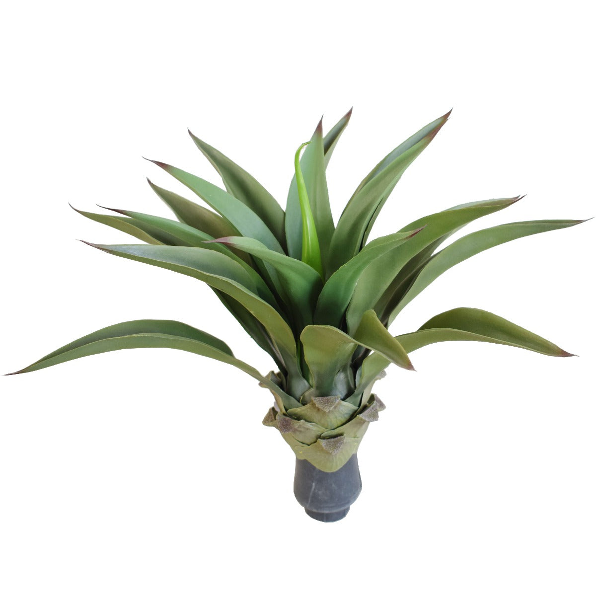 Agave, 50 cm, UV (No Pot)