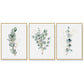 Wall Art 50cmx70cm Eucalyptus Plant 3 Sets - Gold Frame