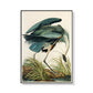 Wall Art Great Blue Heron by John James Audubon Black Frame