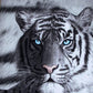 Wall Canvas Set of 3 Just Home Printed Blue Eyes Stripes