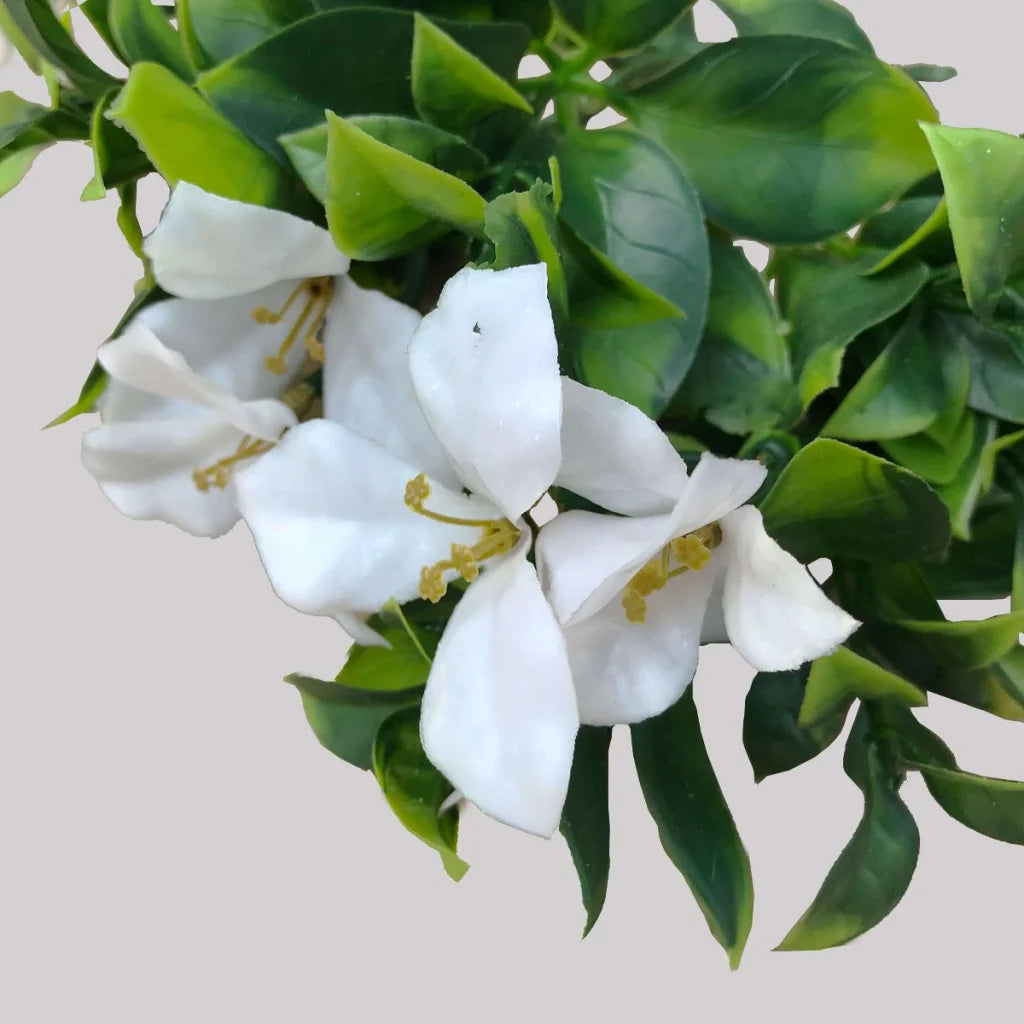 White Flowering Jasmine Stem UV Resistant 30cm - Artificial