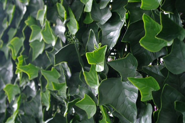 Ivy Leaf Screens / Panels UV Stabilised 1m X 1m - image4