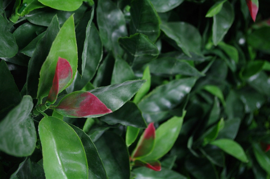 Photinia (Red Robin) Leaf Screens / Panels UV Stabilised 1m X 1m - image2