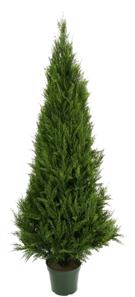 UV Resistant Cypress Pine Tree 1.8m - image1