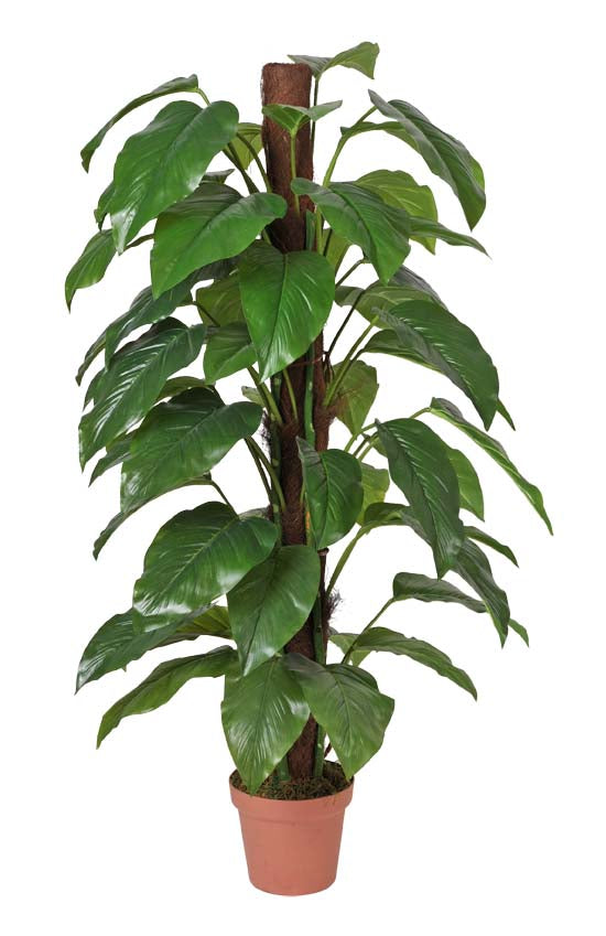 Money Plant (Aureus) - 155cm - image2