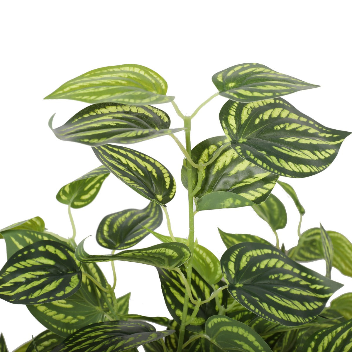 Bright Mixed Philodendron Plant 70cm - image6