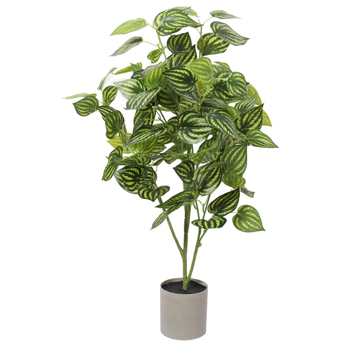 Bright Mixed Philodendron Plant 70cm - image5