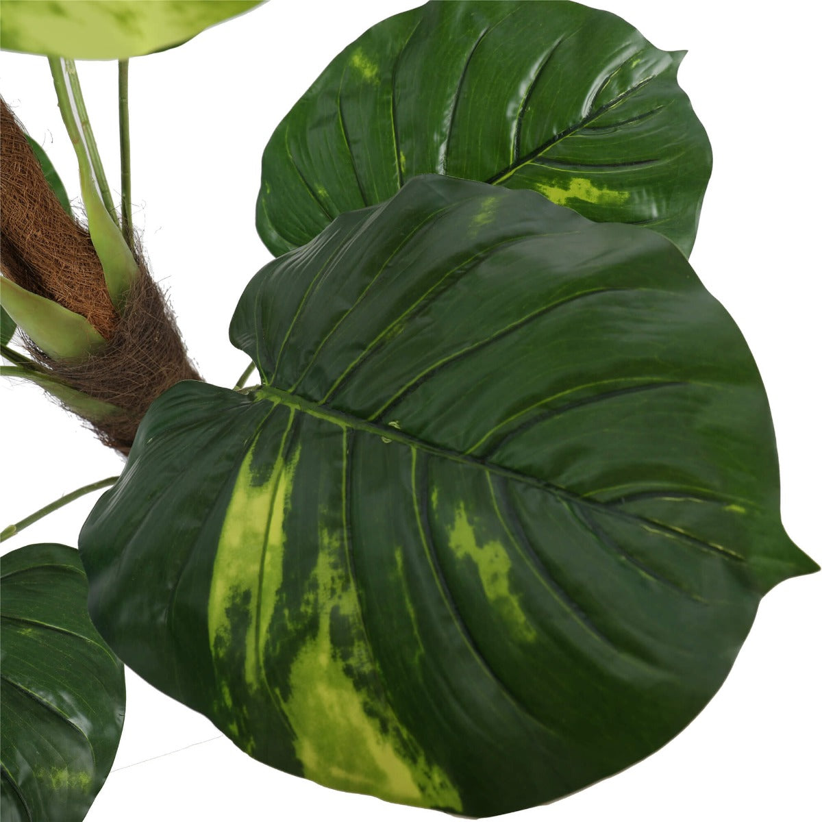 Potted Pothos Plant with Pole 100cm - image3