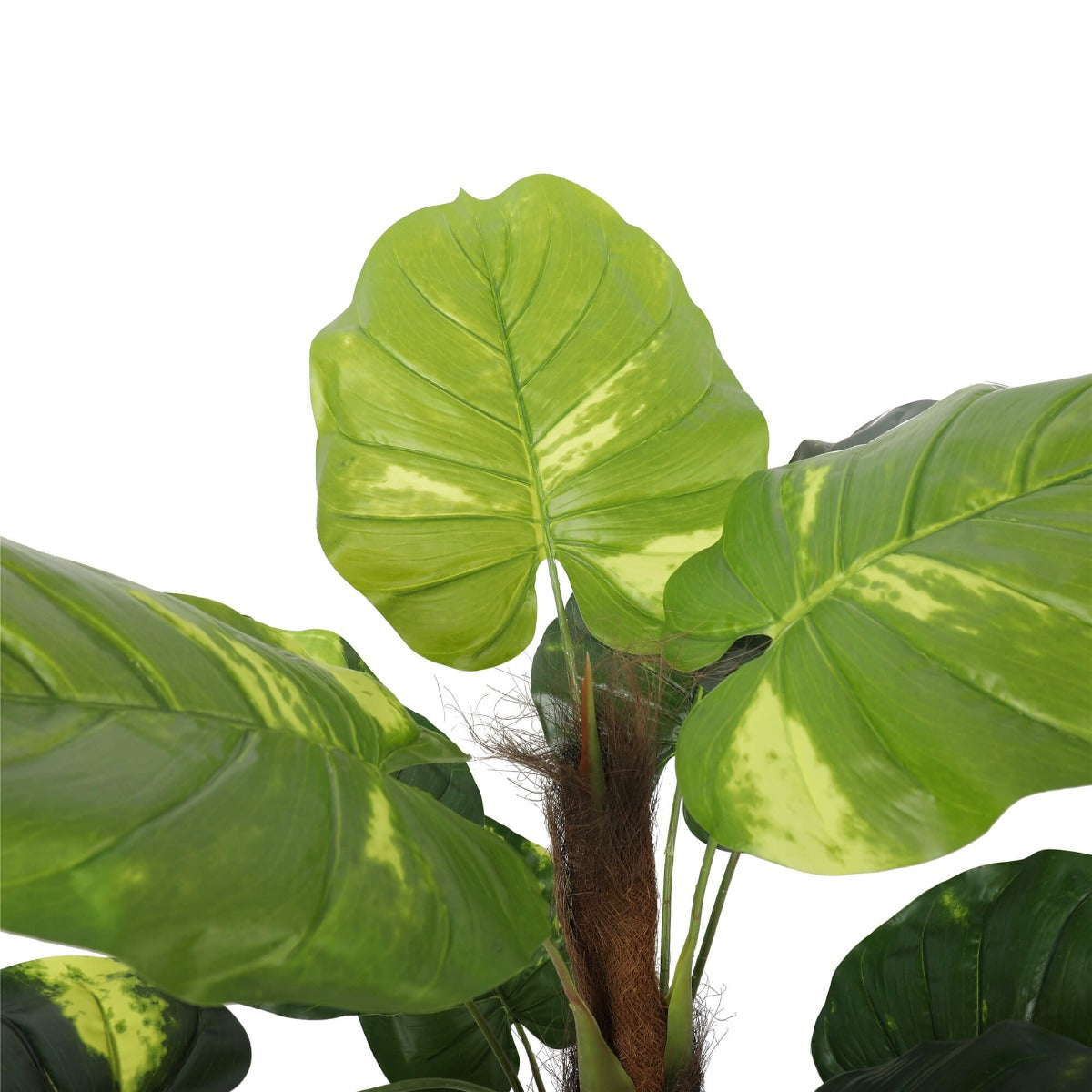 Potted Pothos Plant with Pole 100cm - image5