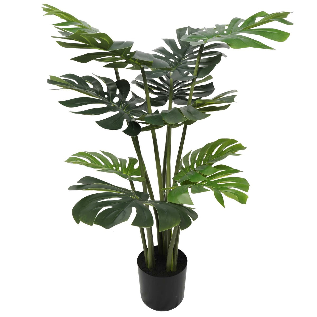 Split Philodendron (Split Leaf) 120cm - image4