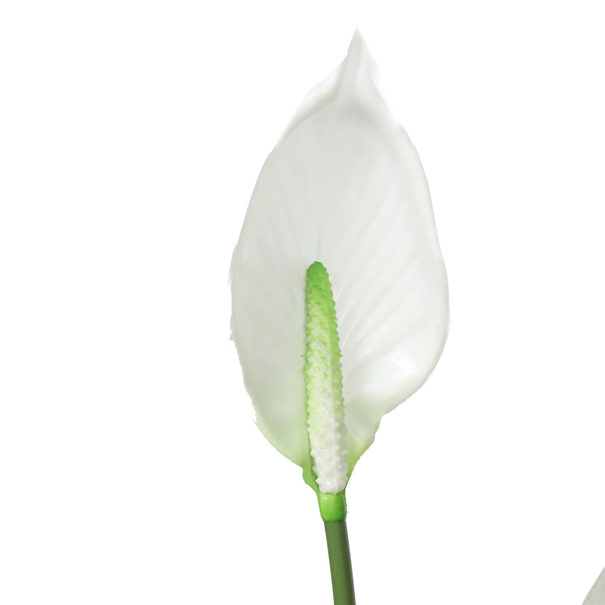 Flowering White Peace Lily / Calla Lily 95cm - image3