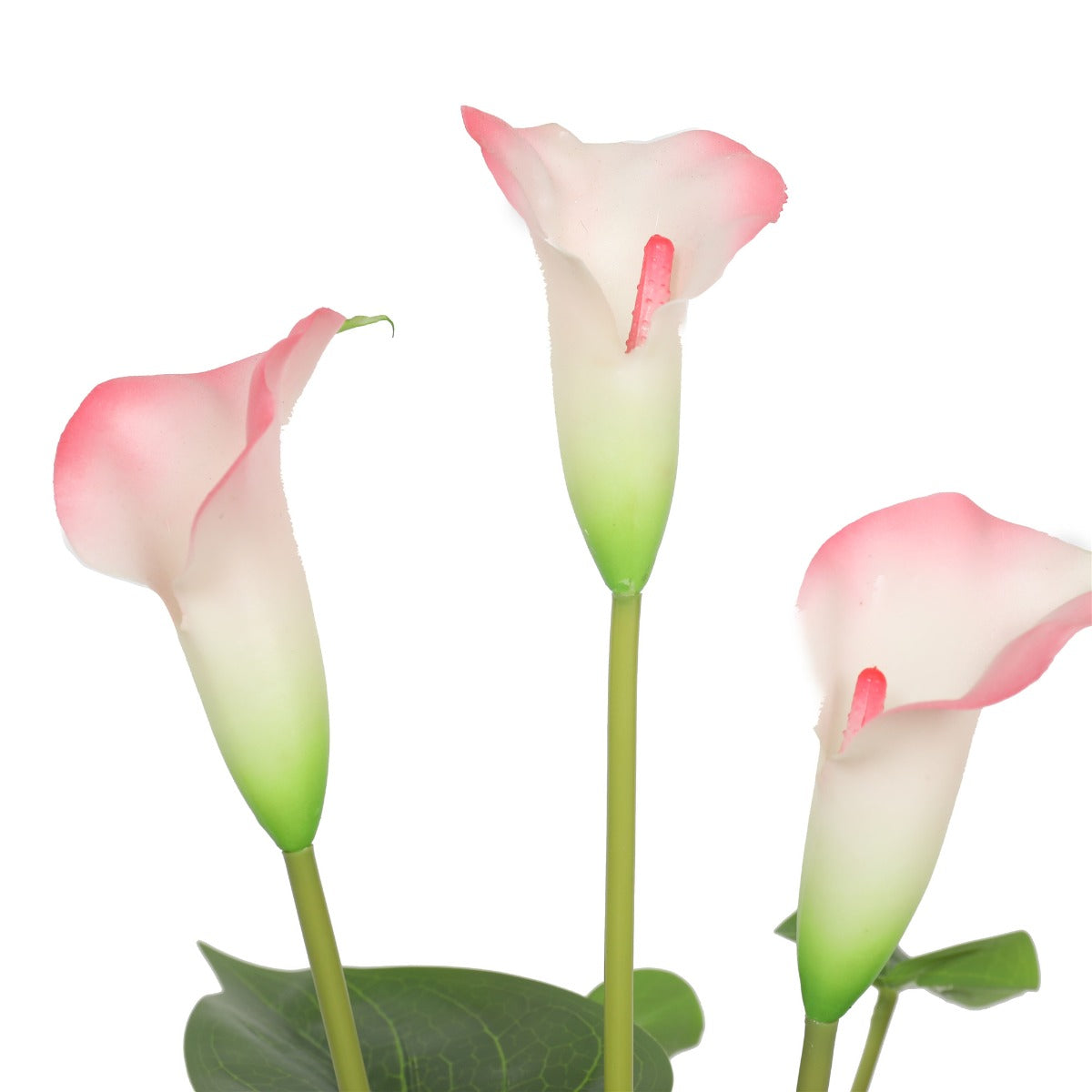 Flowering White & Pink Peace Lily / Calla Lily Plant 50cm - image3