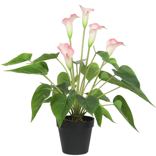 Flowering White & Pink Peace Lily / Calla Lily Plant 50cm - image1