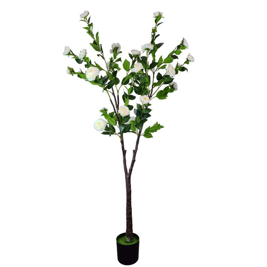 Flowering Natural White Camellia Tree 180cm - image1