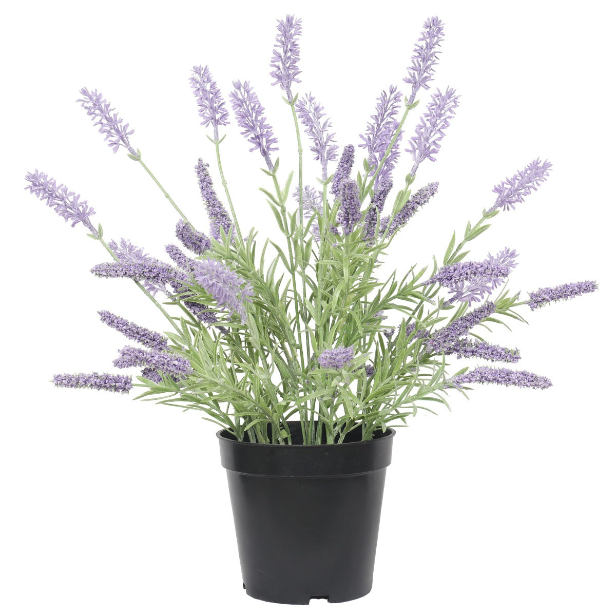 Lavender Plant 40cm - image1